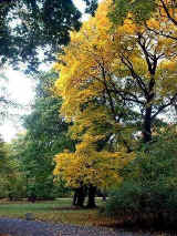 Warszawa - Lasek Br�dnowski 